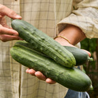 Bush Champion Cucumber