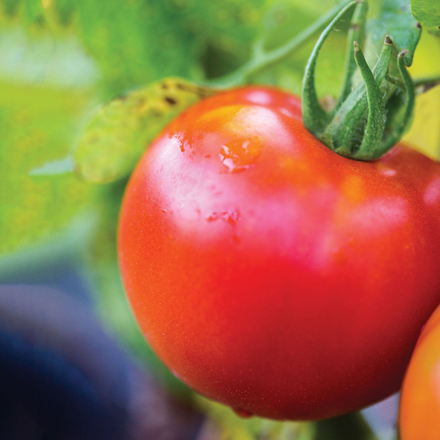 Summer Girl Tomato