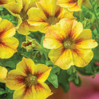 SuperCal® Premium Caramel Yellow Petunia