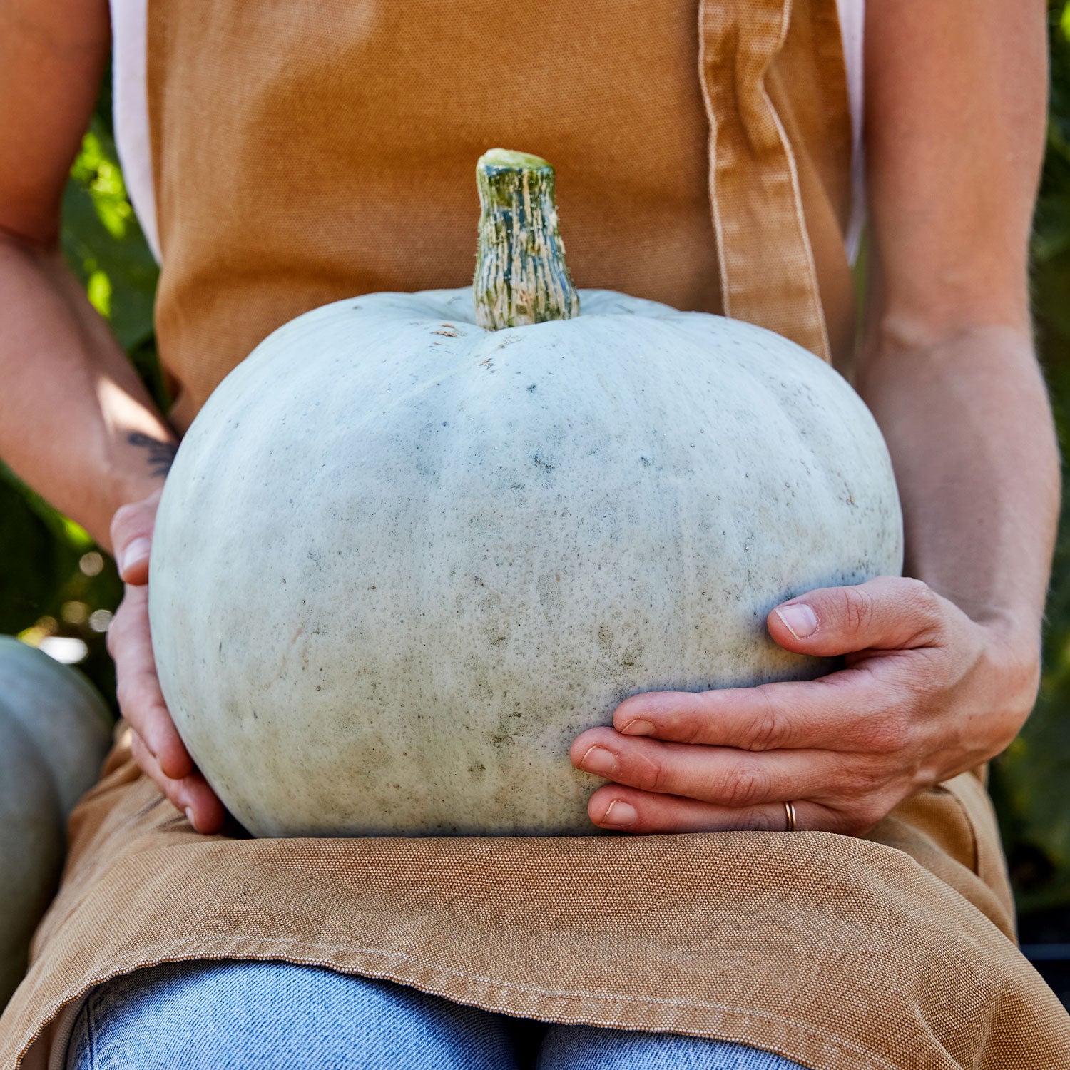 Harvest Moon Winter Squash