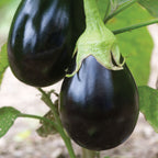 Early Midnight Eggplant