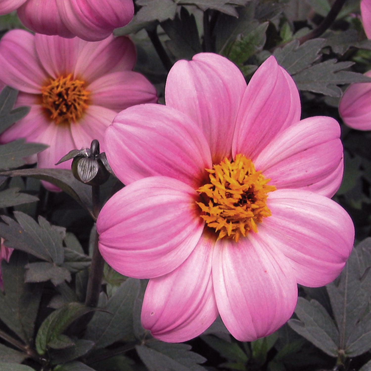 Mystic Dreamer Dahlia