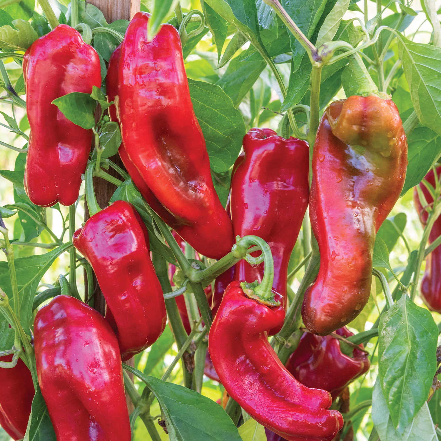 PeppiGrande Red Sweet Pepper