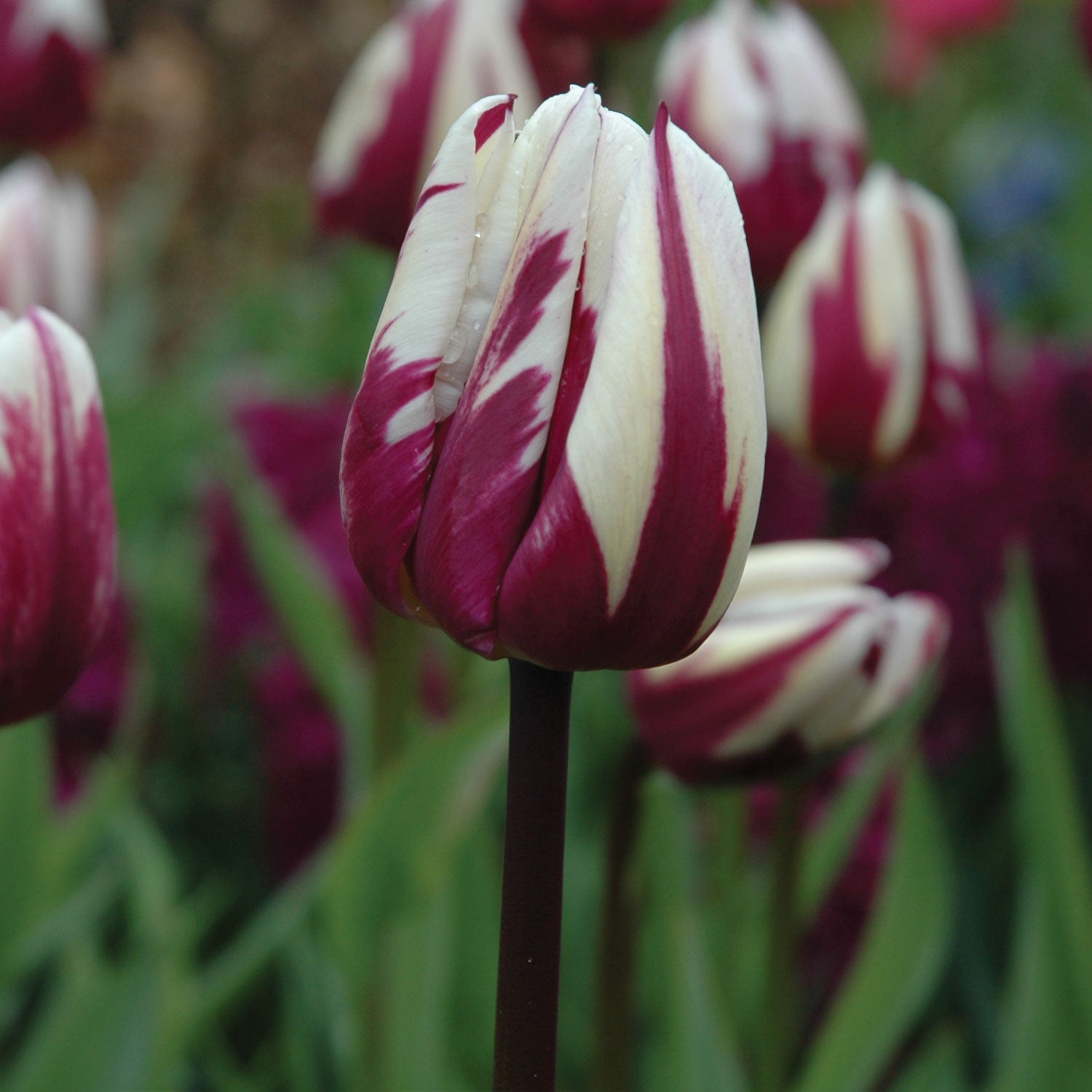 Rems Favorite Tulip Bulbs