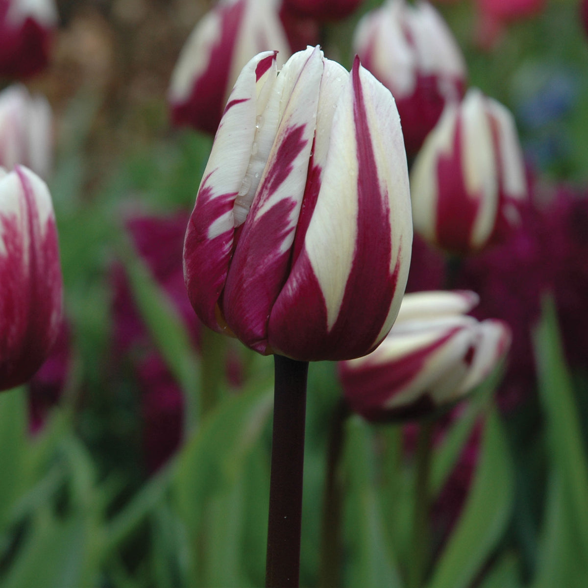 Rems Favorite Tulip Bulbs