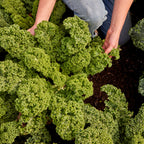Kaleidoscope Kale