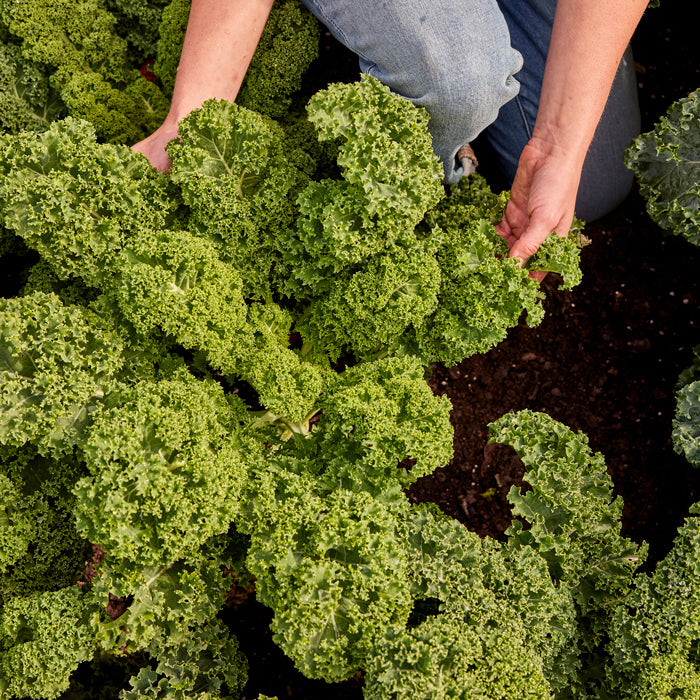 Kaleidoscope Kale