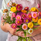 Tom Thumb Mixed Colors Strawflower Seeds