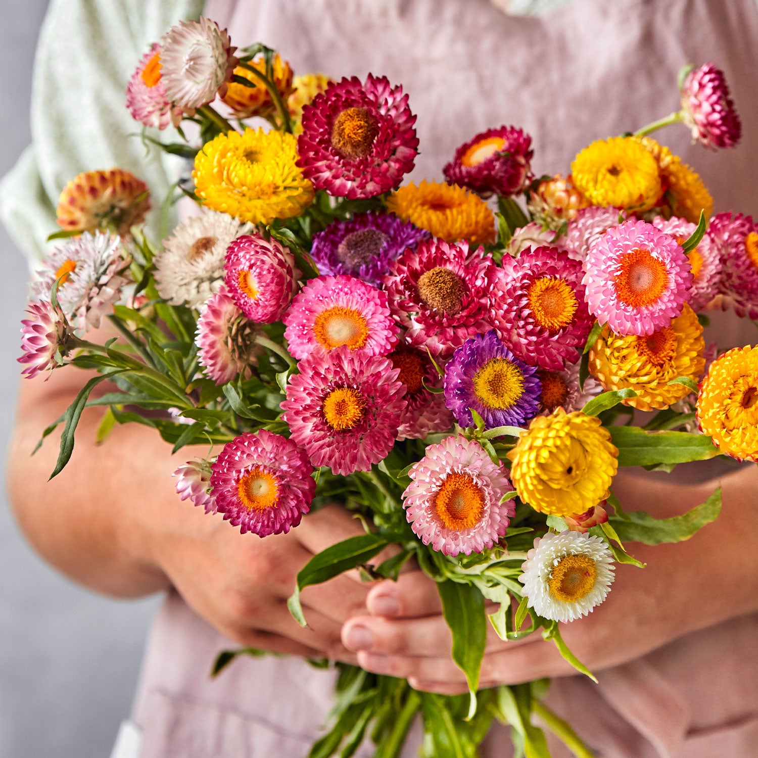 Tom Thumb Mixed Colors Strawflower Seeds