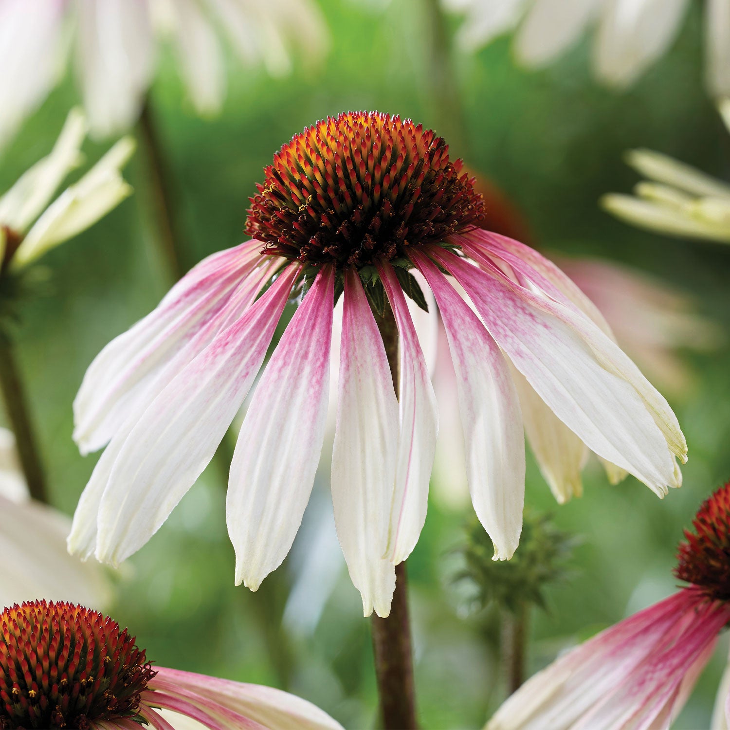 Pretty Parasols Echinacea