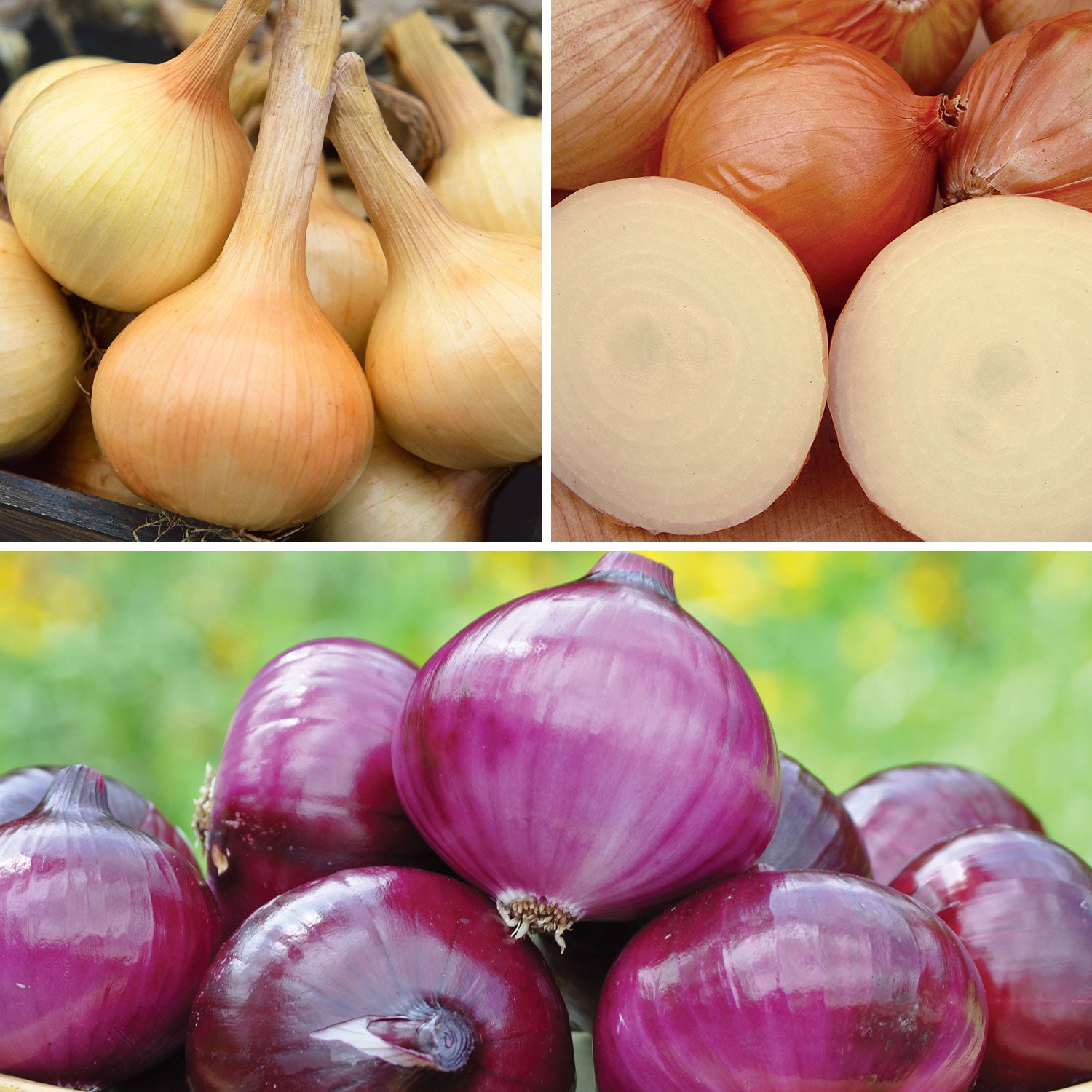 Mixed Onion Plants Collection