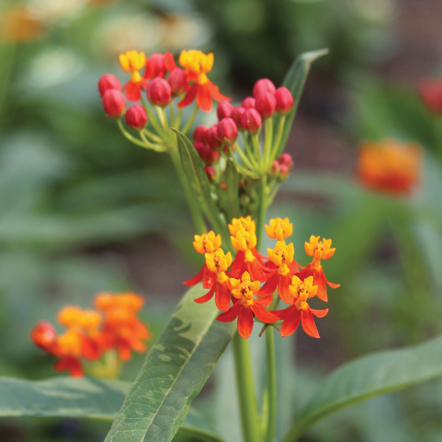 Red Butterfly Asclepias
