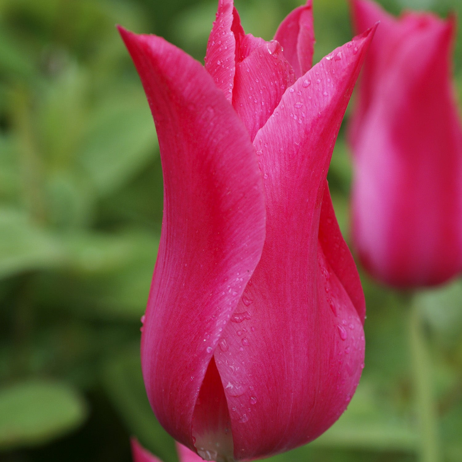 Tulip, Mariette