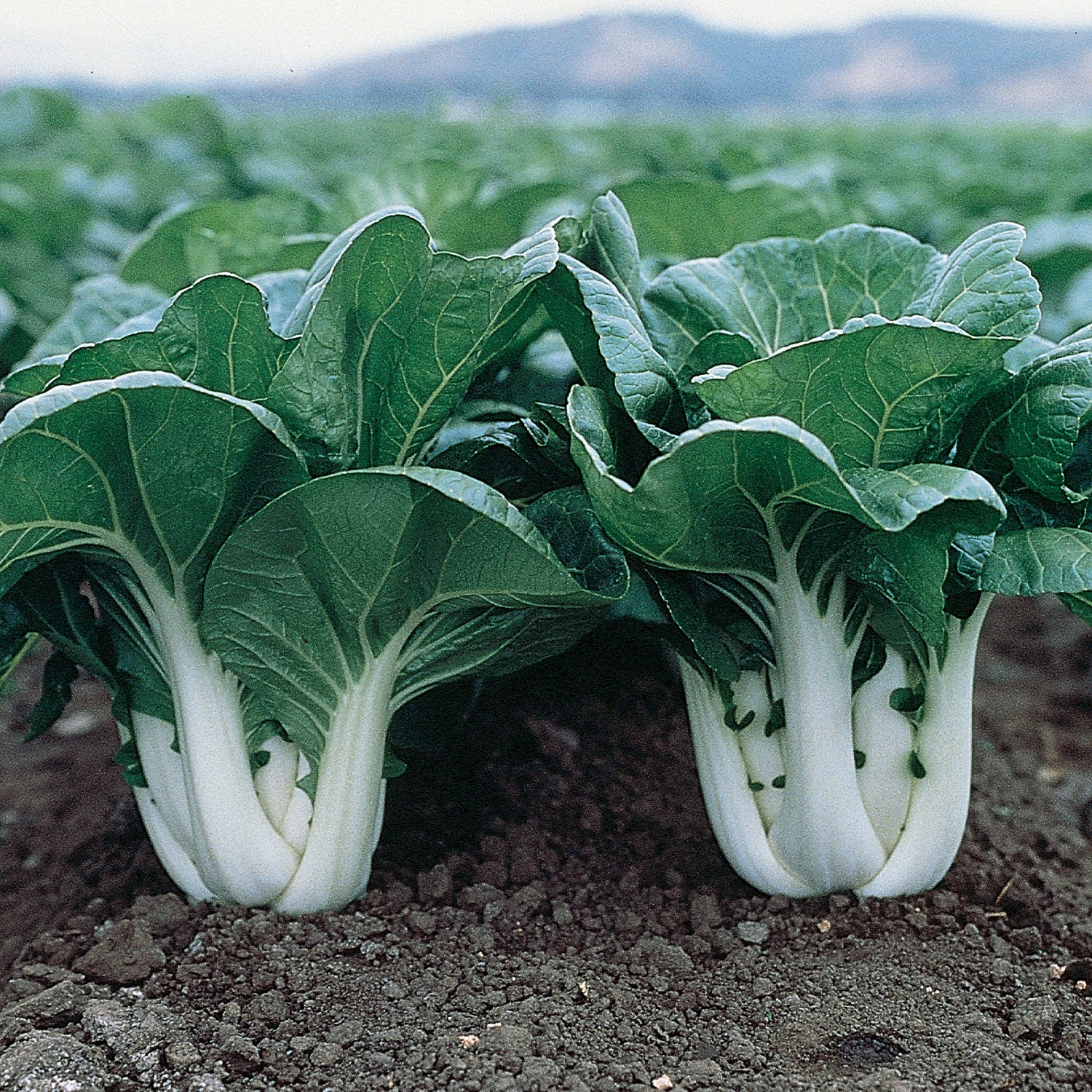 Joi Choi Pak Choi Chinese Cabbage