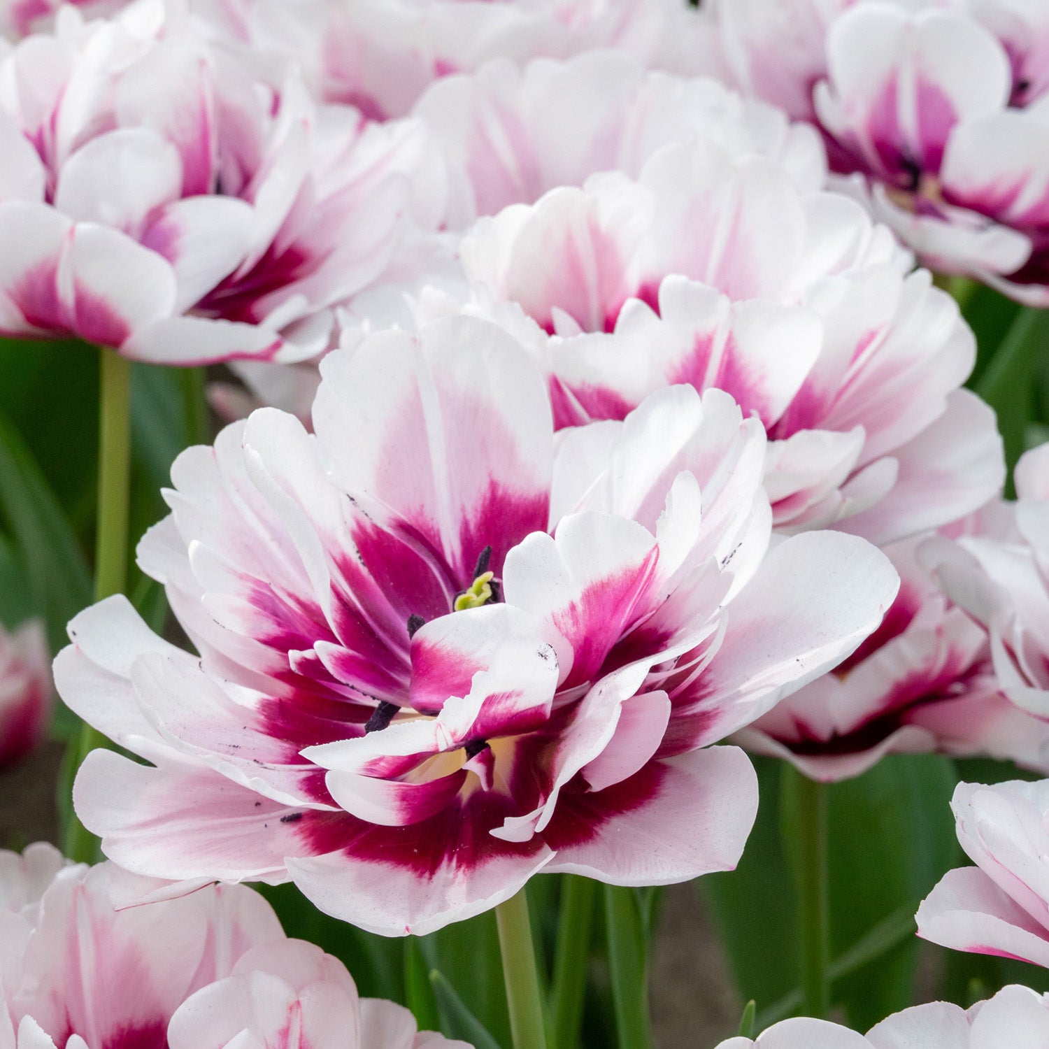 Tulip, La Delicatesse