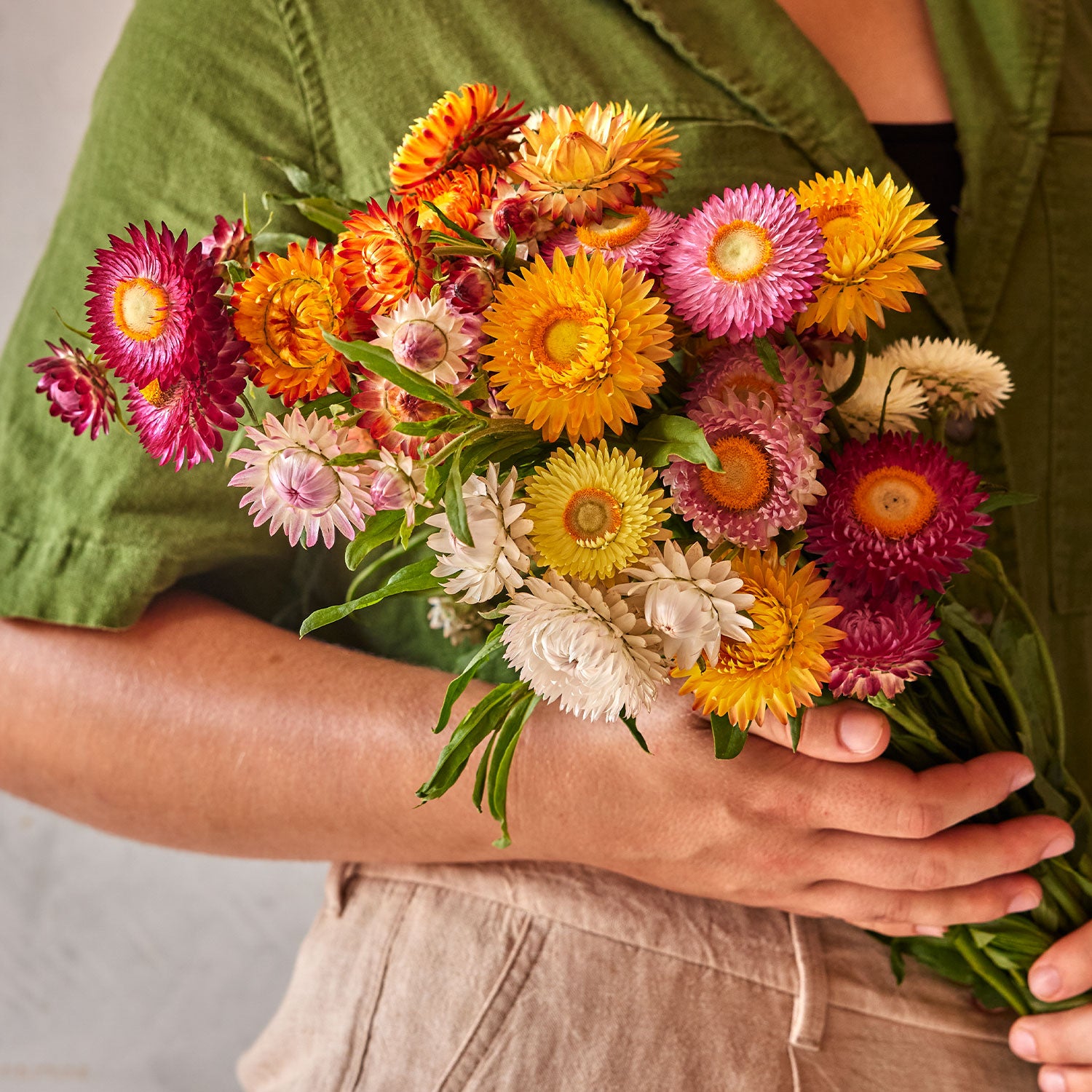 Tall Mixed Colors Strawflower