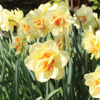 Tahiti Daffodil Bulbs