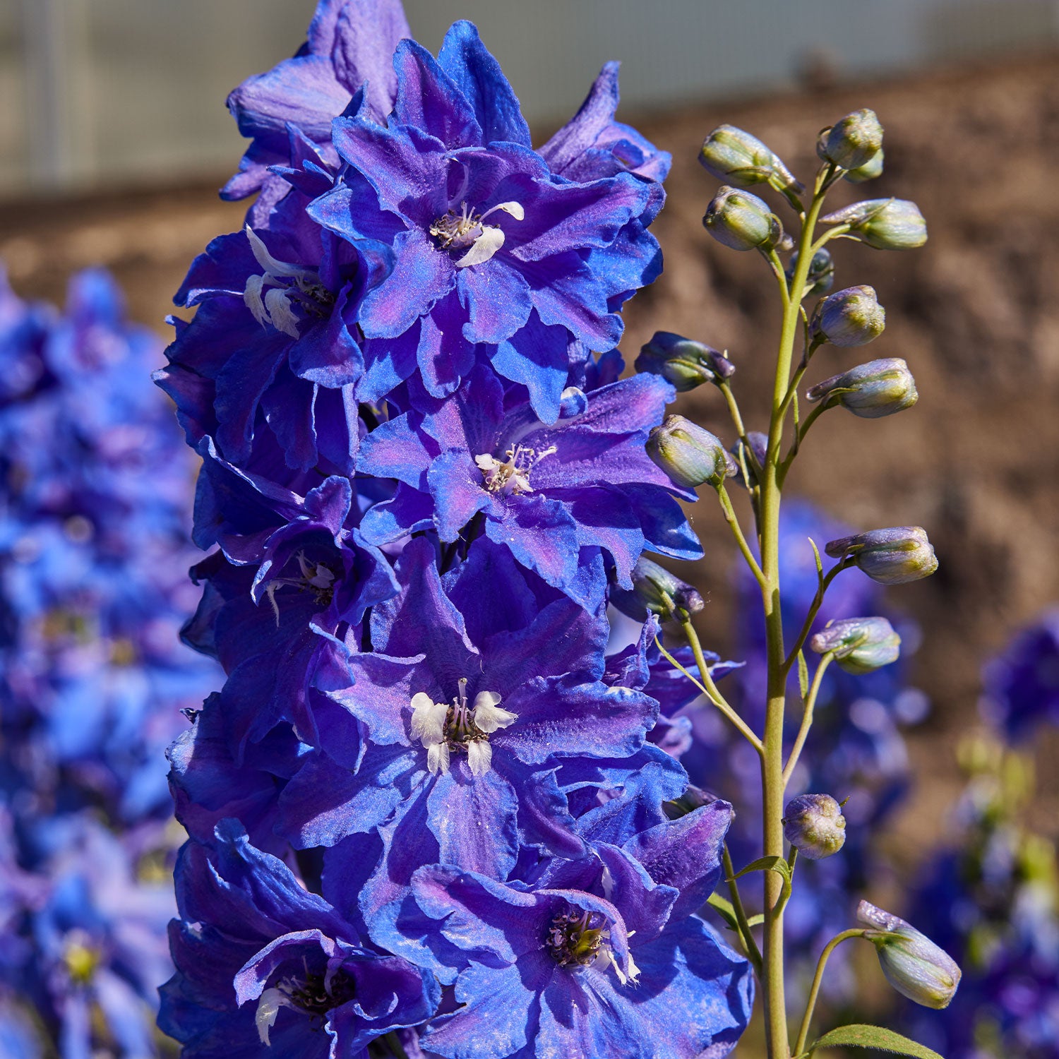 Dasante Blue Delphinium
