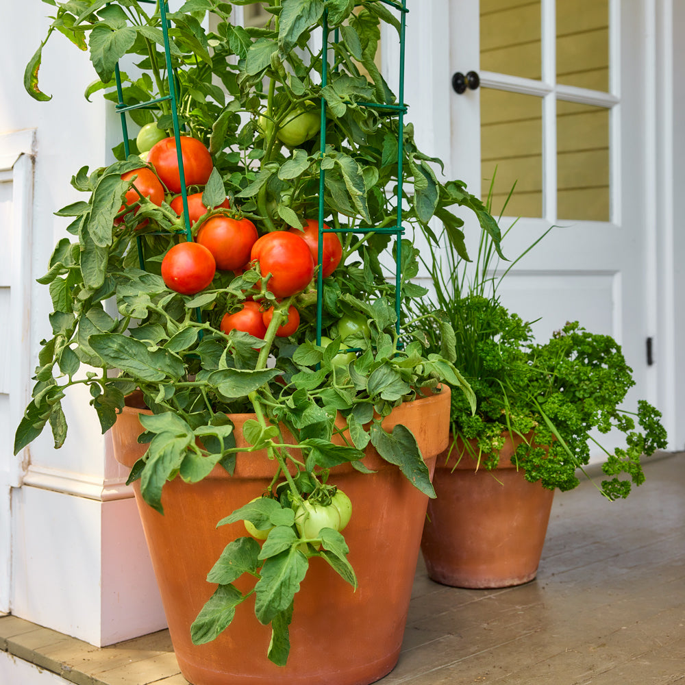 Bobcat Tomato