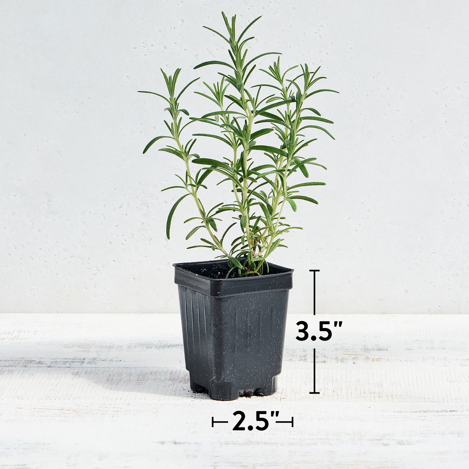 Rosemary