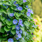Happiness Morning Glory