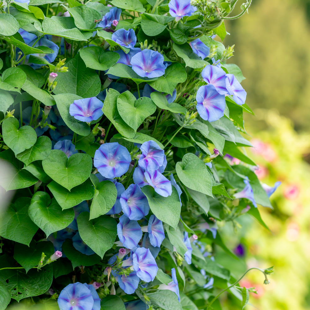 Happiness Morning Glory