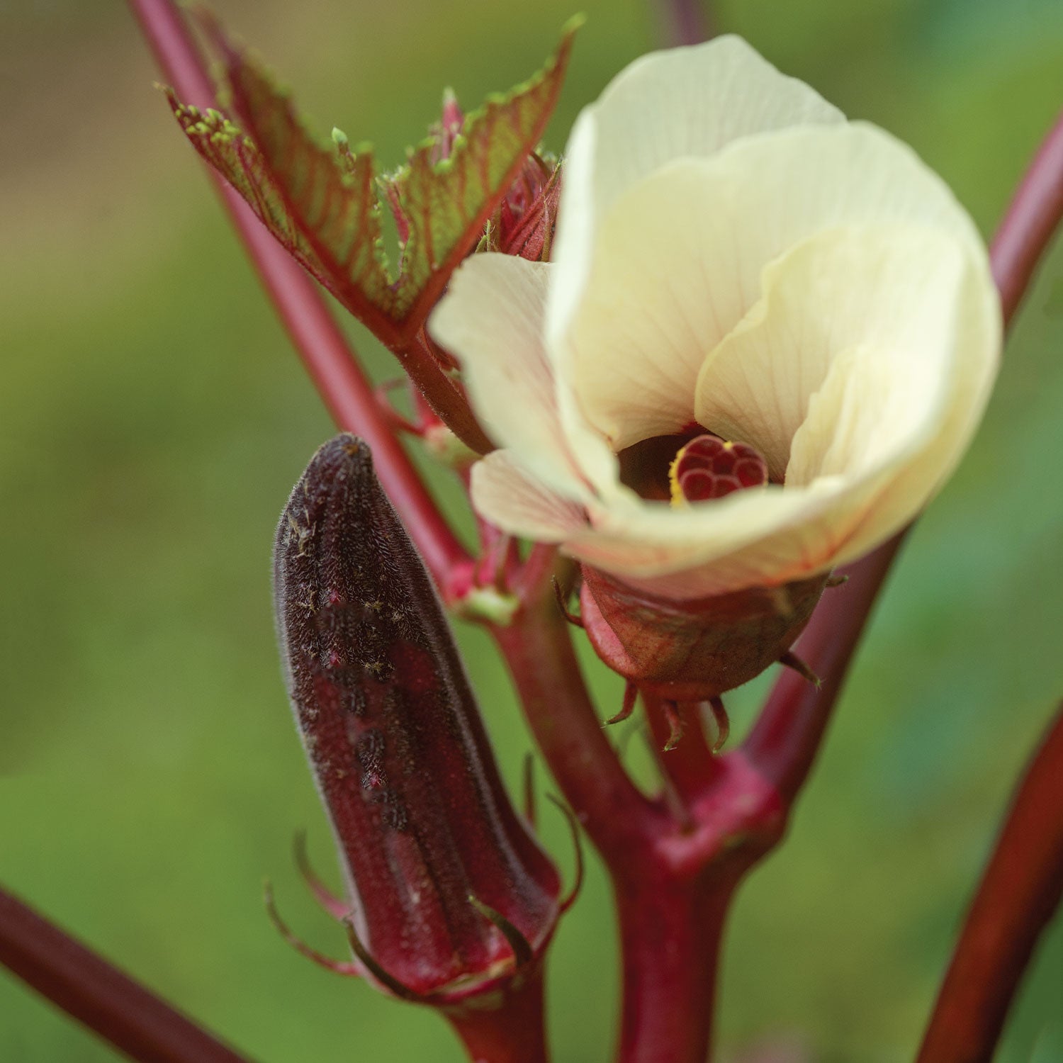 Burgundy Okra