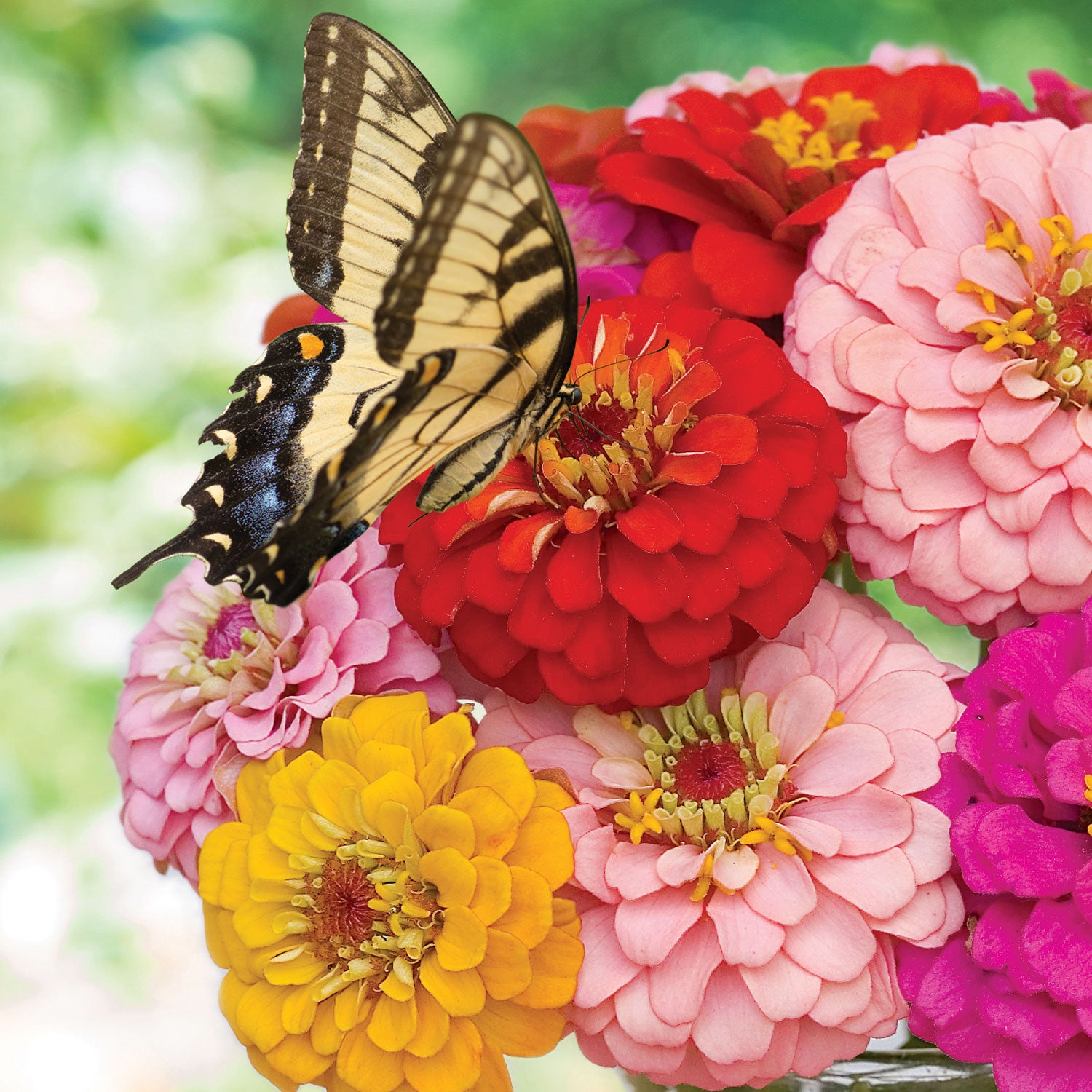 Oklahoma Mixed Colors Zinnia