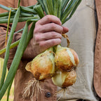 Big Daddy Onion