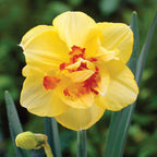 Tahiti Daffodil Bulbs