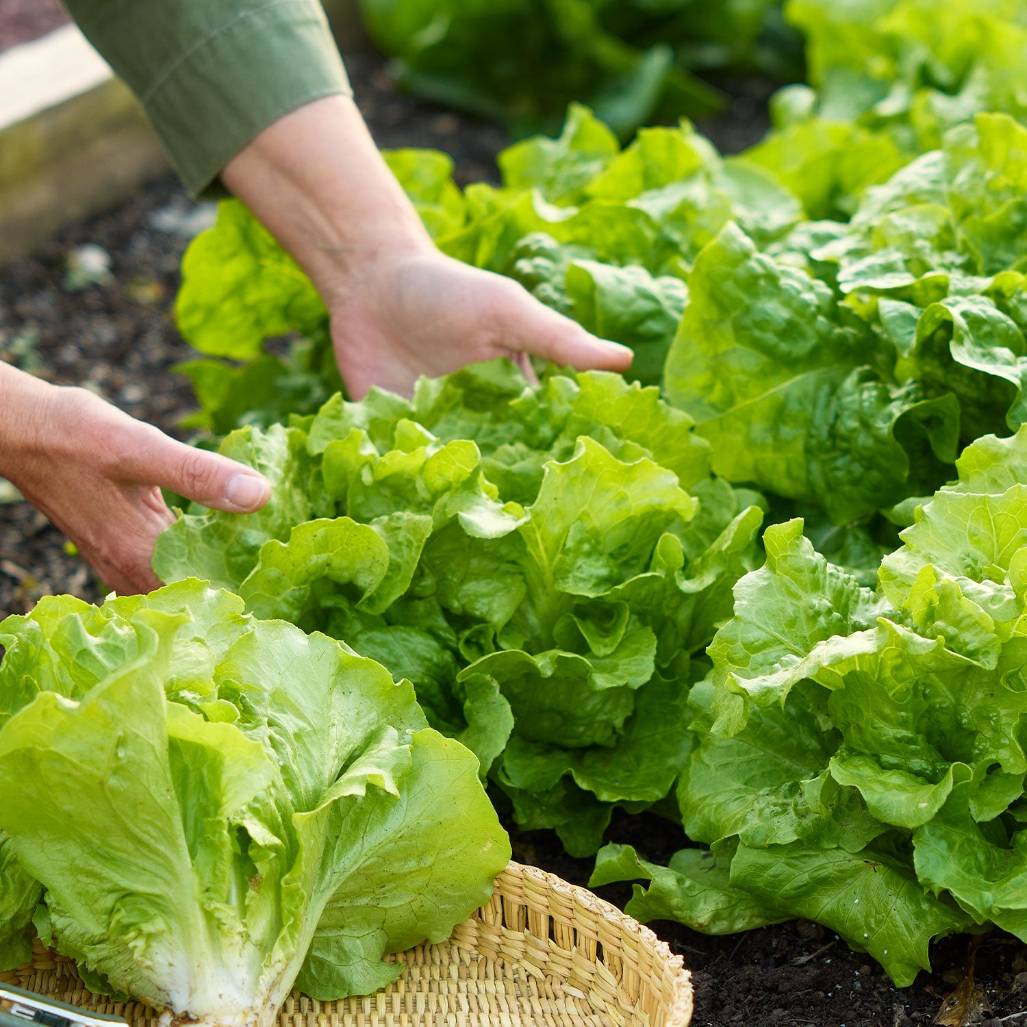 Buttercrunch Lettuce