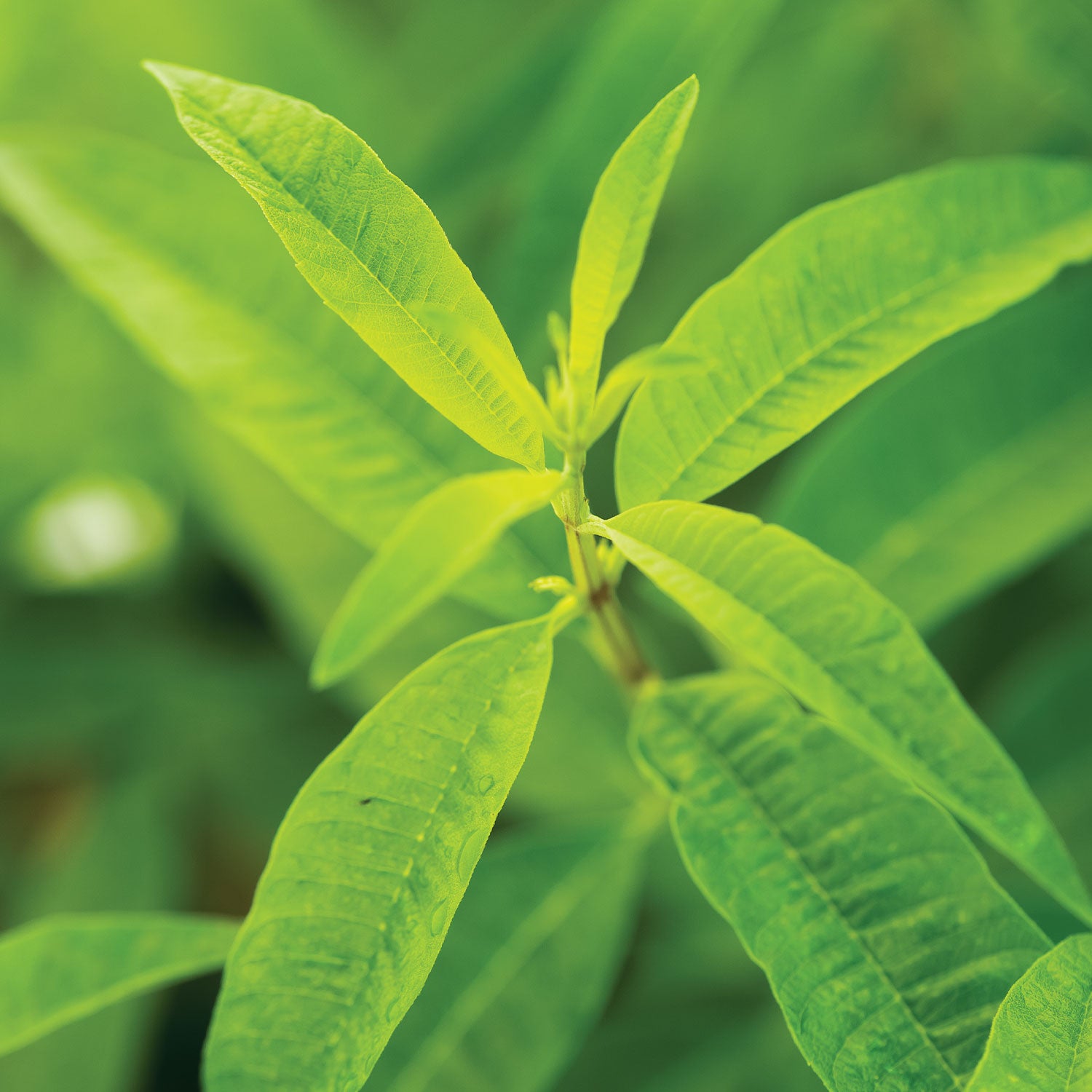 Lemon Verbena