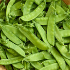 Oregon Sugar Pod II Pea