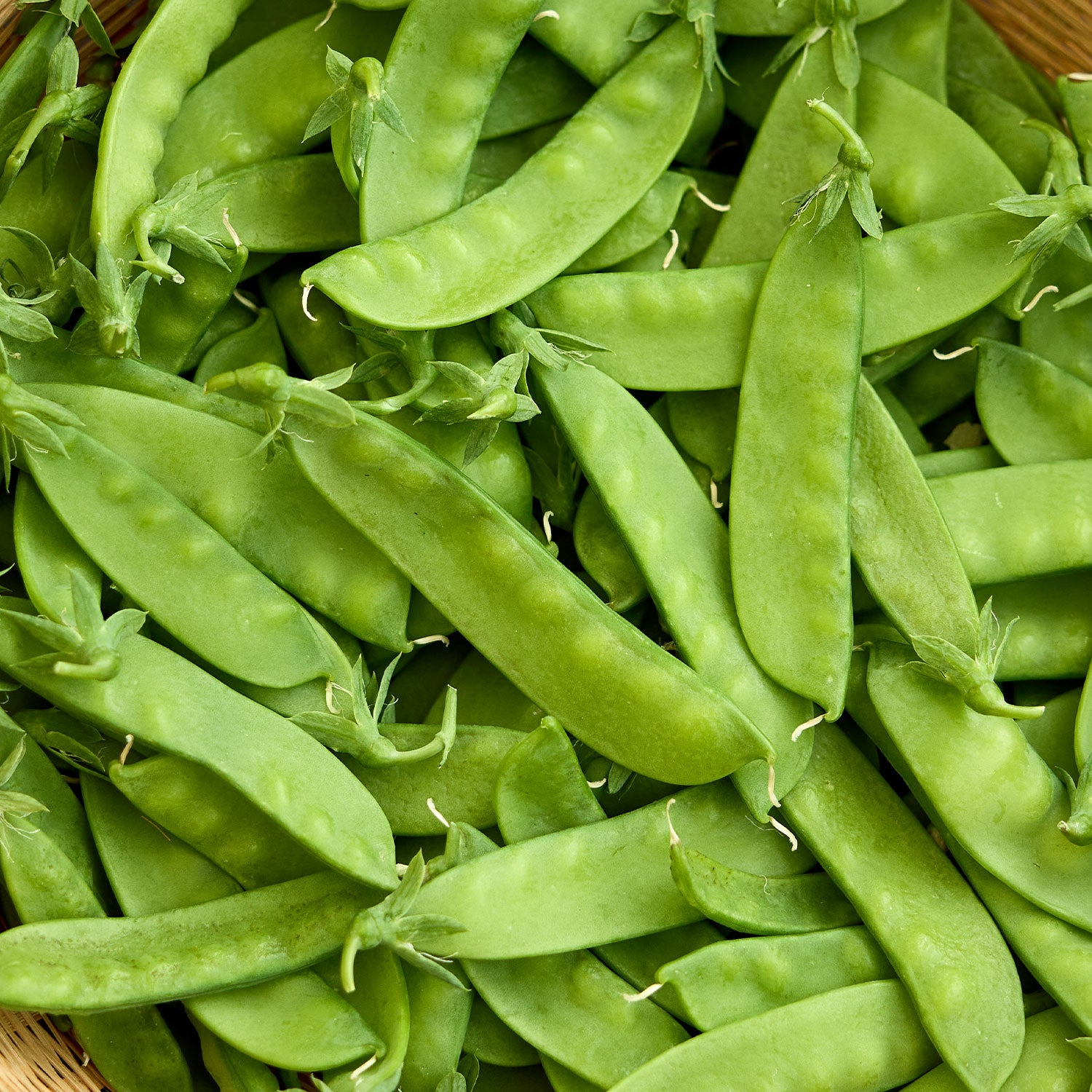 Oregon Sugar Pod II Pea