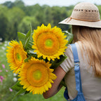 Van Glow Sunflower
