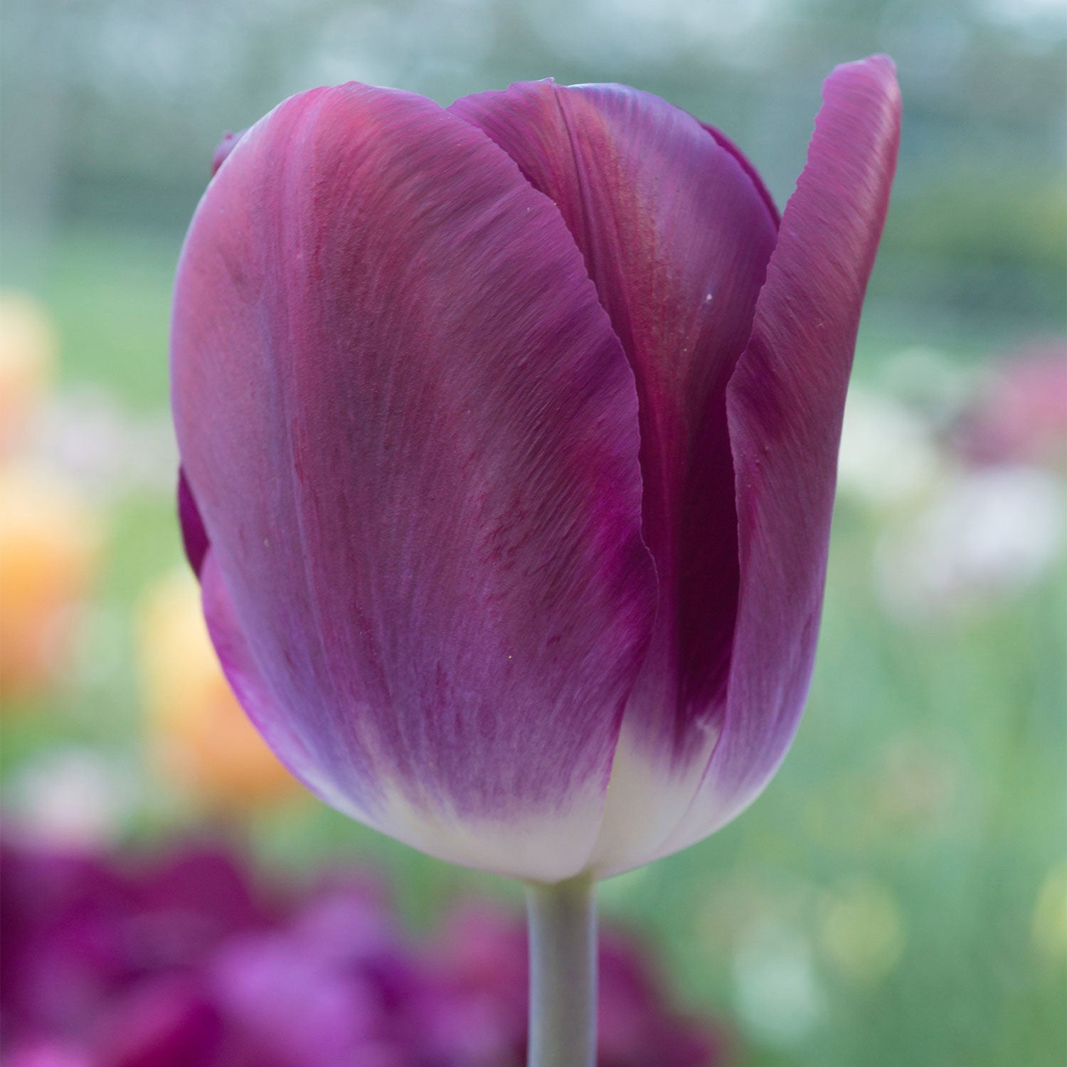 Kansas Proud Tulip Bulbs