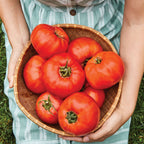 Bodacious Tomato