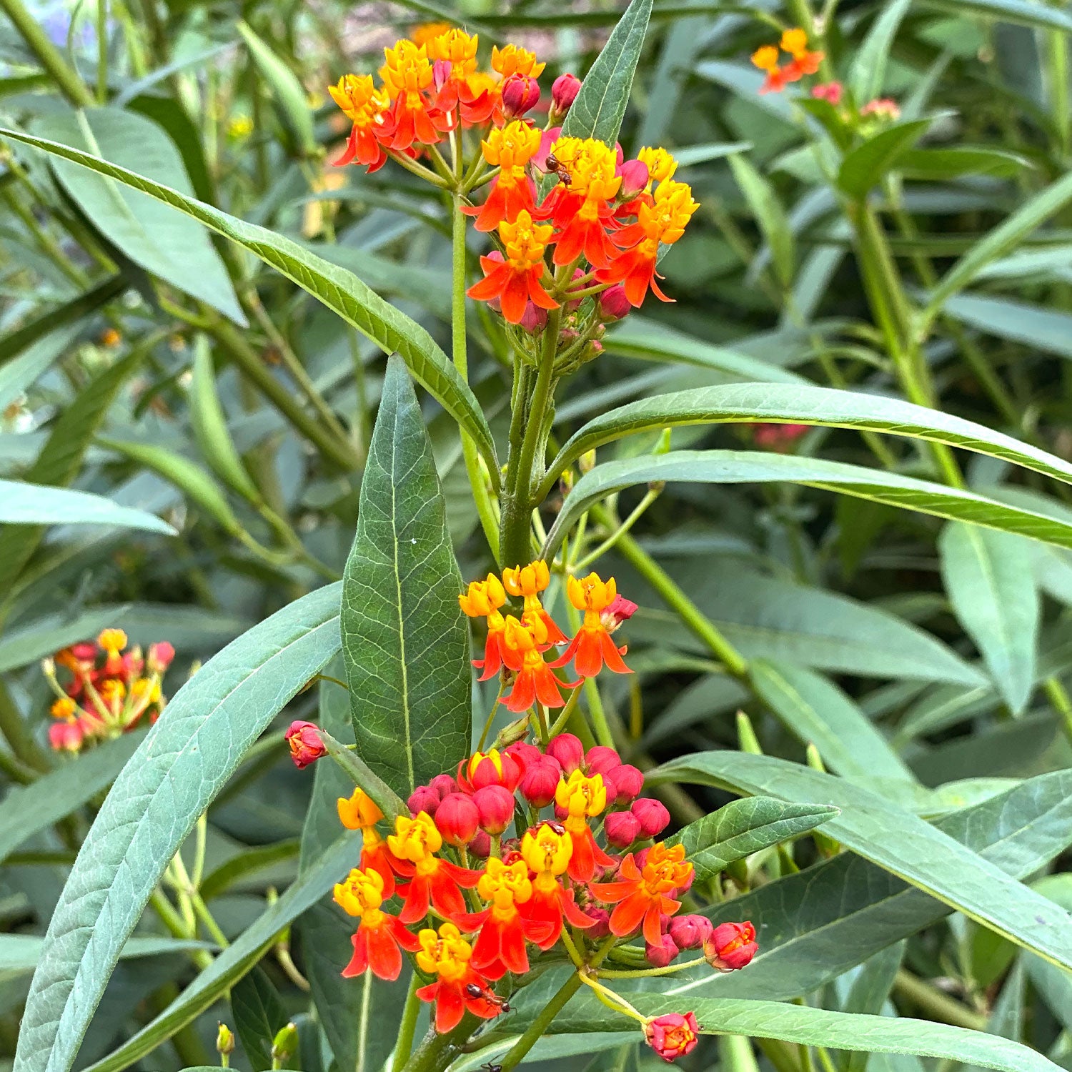 Red Butterfly Asclepias