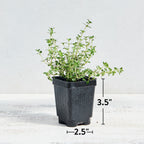 Common Thyme