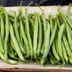 Mascotte Bean