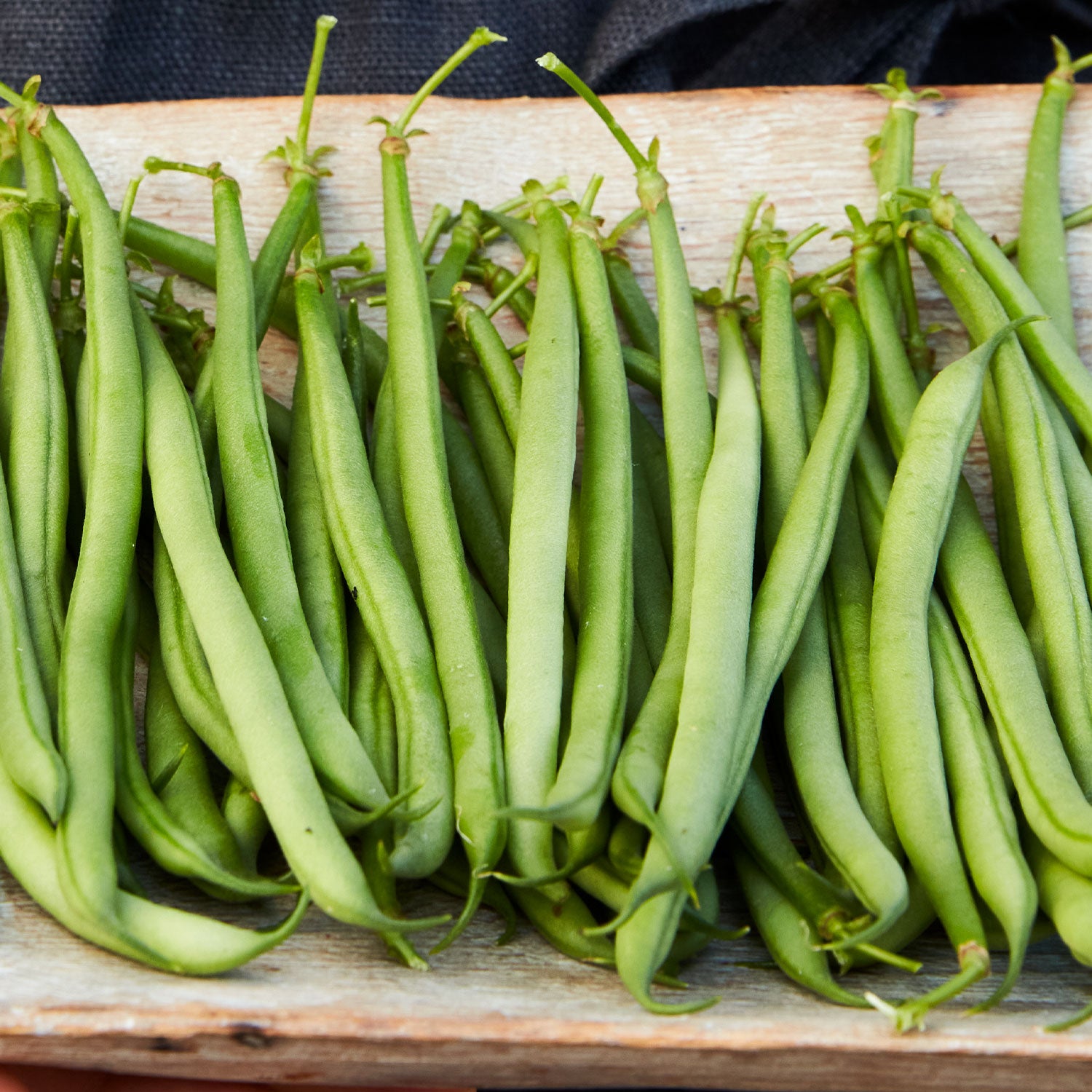 Mascotte Bean
