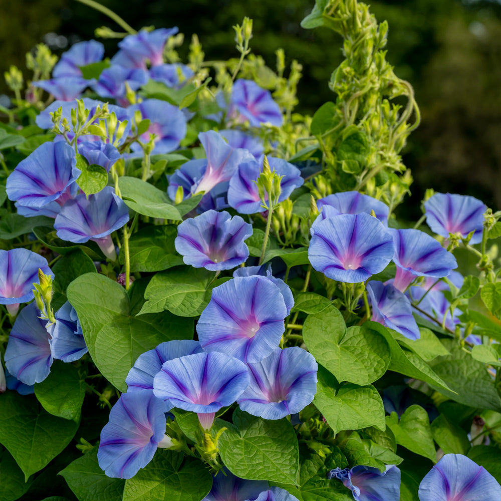 Happiness Morning Glory