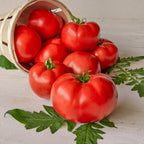 Burpee's Big Boy Tomato