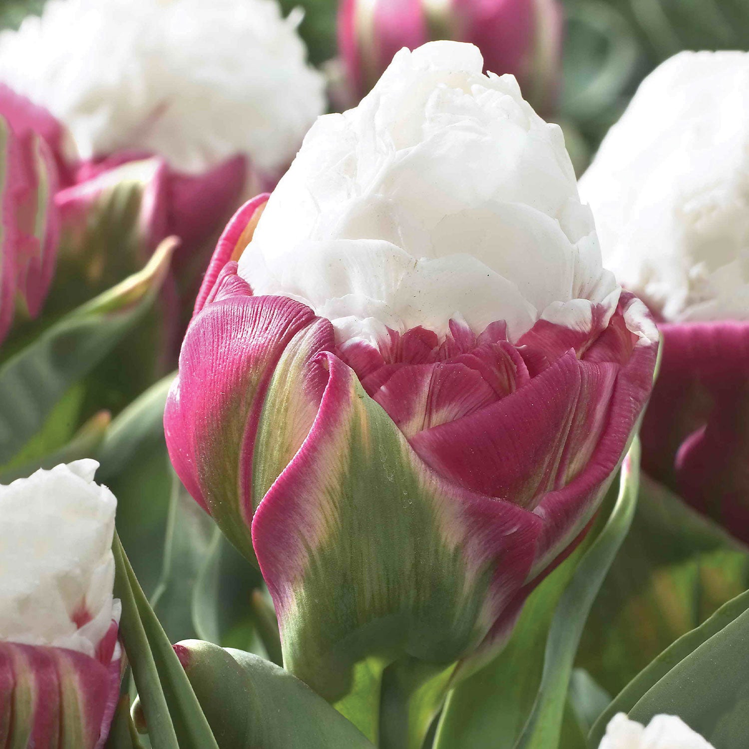 Ice Cream Tulip Bulbs