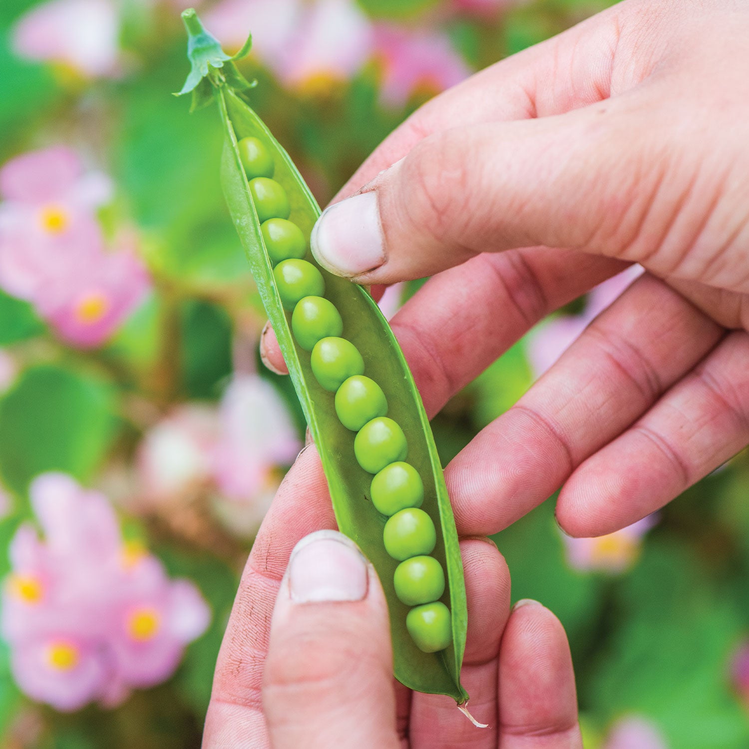 First 13 Pea