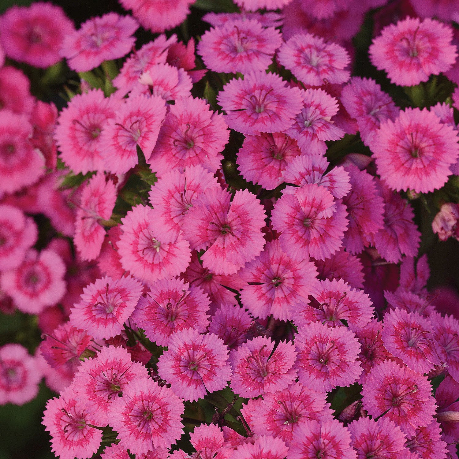 Jolt Pink Dianthus