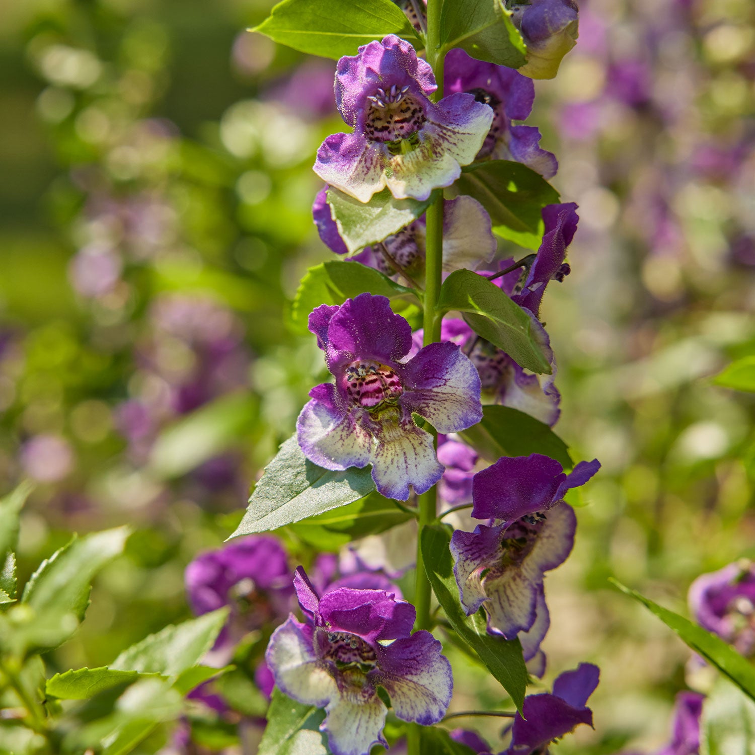 Archangel Blue Bicolor Angelonia