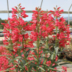 Red Riding Hood Penstemon
