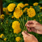 Independence Gaillardia