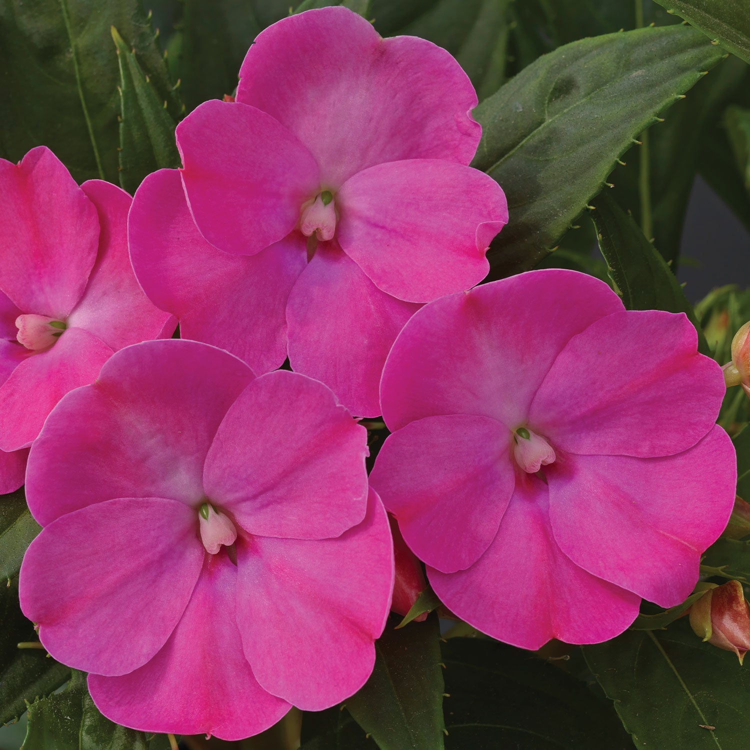 SunPatiens Lilac Impatiens